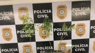 Servidor público é preso por cultivar plantas de maconha em Porto Alegre
