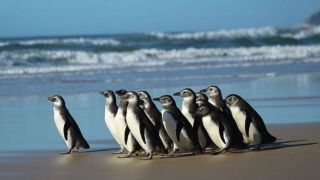 Começa temporada 2021 de pinguins na costa da região sul