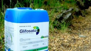 Banir glifosato traria problema muito grande para o agro, diz professor