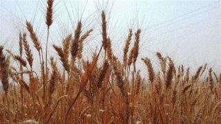 Rio Grande do Sul deve colher neste ano a sua maior safra de inverno