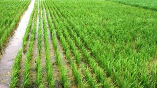 Crise hídrica afeta a produção de alimentos