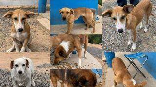 ATENÇÃO: Grupo "Patas e Mãos dadas" está precisando de um lar para sete cachorrinhos e doações de ração
