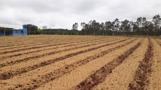 Agricultores marianenses apostam no cultivo do alho para diversificar a propriedade