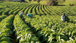 Já tem agricultor colhendo fumo