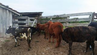 Polícia tenta identificar lote de gado em Encruzilhada do Sul