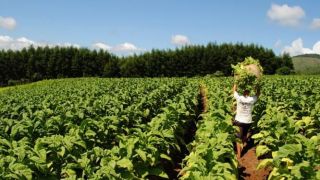 Rússia proíbe importação de tabaco brasileiro a partir de segunda-feira