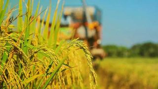 Arroz/Cepea: Liquidez melhora, e indicador segue em alta