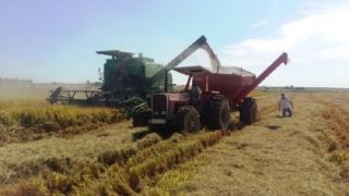 Produtores concluem colheita do arroz no Estado