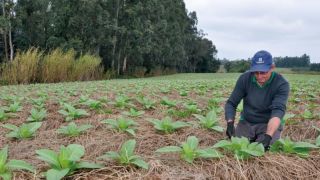 Área de tabaco diminui na região