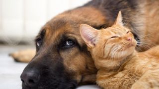 Cachorro e gato juntos: 10 dicas para facilitar a convivência