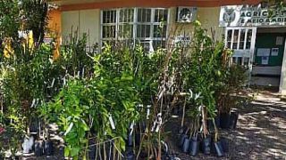 Secretaria de Agricultura de Chuvisca realizou a entrega de mudas de árvores frutíferas e ornamentais