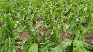 Chuva de granizo causa prejuízo a muitos agricultores