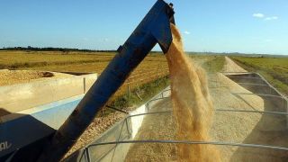  Produção agrícola pode cair 30% sem redução de emissões até 2030