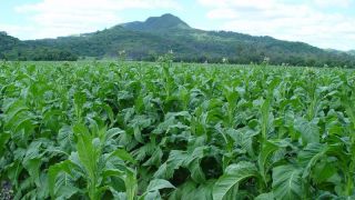 Abertura da Colheita do Tabaco no RS será em Vale do Sol