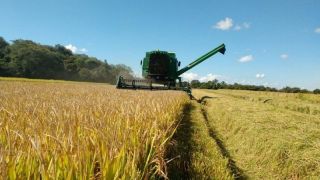 Lançada a Abertura Oficial da Colheita do Arroz com destaque para a produtividade