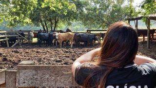 Presa uma das maiores quadrilhas de ladrões de gado que atuava no Rio Grande do Sul