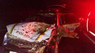  Bombeiros Voluntários de Tapes alertam para animais na pista