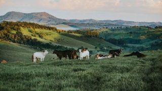 Vaca é roubada em uma residência de Guaraxaim