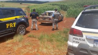 Traficante é preso com 50 quilos de maconha ao fugir por plantação de milho 