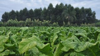 Iniciam hoje as negociações do tabaco