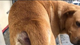 Foi comprovado que cachorro de rua não foi estuprado em Dom Feliciano