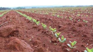 Clima dificulta avanço na semeadura da soja que chega a 93% no Estado