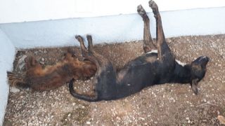 Homem é preso em flagrante por envenenar cães de seu vizinho na localidade Linha 35.