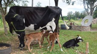 Vaca dá à luz a bezerros quadrigêmeos em Vila Estância Nova