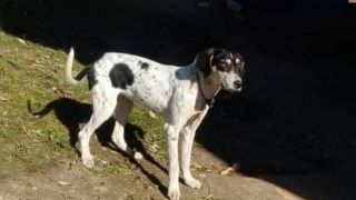 PROCURA-SE: Cachorrinha está desaparecida em Dom Feliciano desde a virada do ano