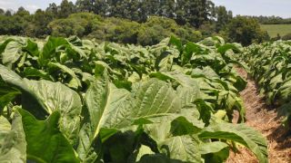 Nova rodada para definir o preço do tabaco ocorre no fim de janeiro