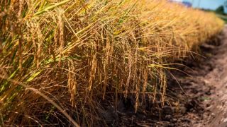 Boletim revela perdas pontuais nas lavouras de arroz do RS