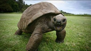 Tartaruga-gigante de 190 anos é declarada a mais velha da história