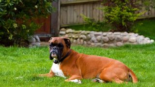 Síndrome Braquicefálica causa maiores problemas em cães durante o verão