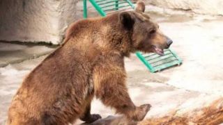 Mãe joga filha de 3 anos dentro da Jaula de um Urso