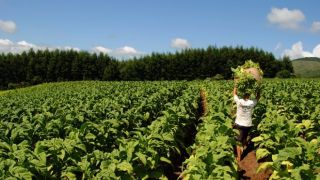 Fumicultor terá de aguardar resolução para obter crédito