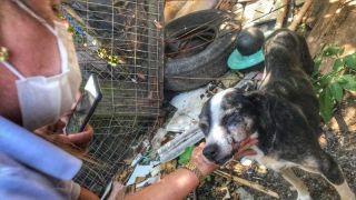 Oito animais vítimas de maus-tratos são resgatados no Litoral Norte do Rio Grande do Sul