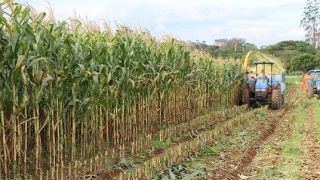 1 hectare de milho produz quantas toneladas de silagem?