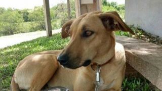 Comércio faz campanha 'troco solidário' para arrecadar doações para animais de rua