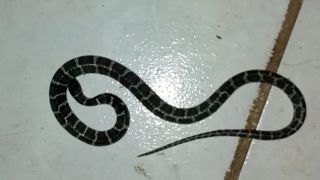 Gato assusta dona ao trazer cobra para dentro de casa em Dom Feliciano