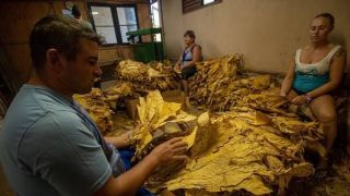Família de Vera Cruz faz a seleção do tabaco em espaço com ar-condicionado