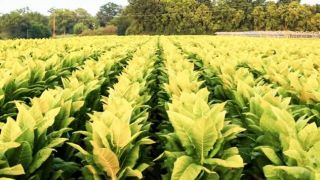 Venda de tabaco sofre impacto dos atravessadores