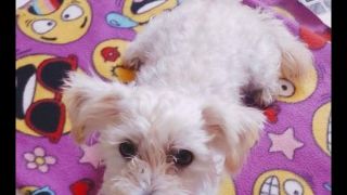 PROCURA-SE: Cachorrinha está desaparecida em Dom Feliciano