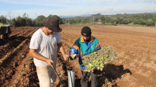 Calor acelera crescimento das mudas e fumicultores transplantam o tabaco
