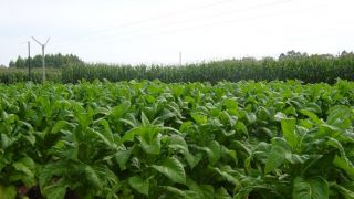 Assembleia aprova projeto que institui a Abertura da Colheita do Tabaco