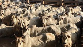 “Golpe de falsa venda de gado” saiba como funciona 