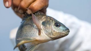 Feira do Peixe começa na segunda-feira (11/04)