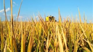 Perdas na safra de arroz gaúcha estão estimadas em 7%