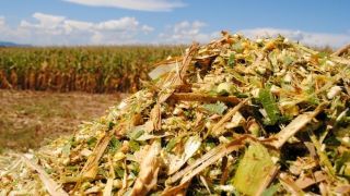 O que é silagem: quando e como preparar para a seca?
