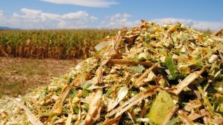 O que é silagem: quando e como preparar para a seca?