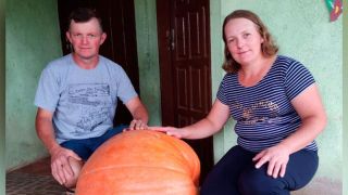 Agricultores colhem abóbora gigante em Arroio do Padre